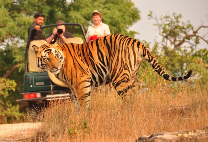 ranthambore-tiger-safari-ranthambore-jeep-safari-rajasthan-tour